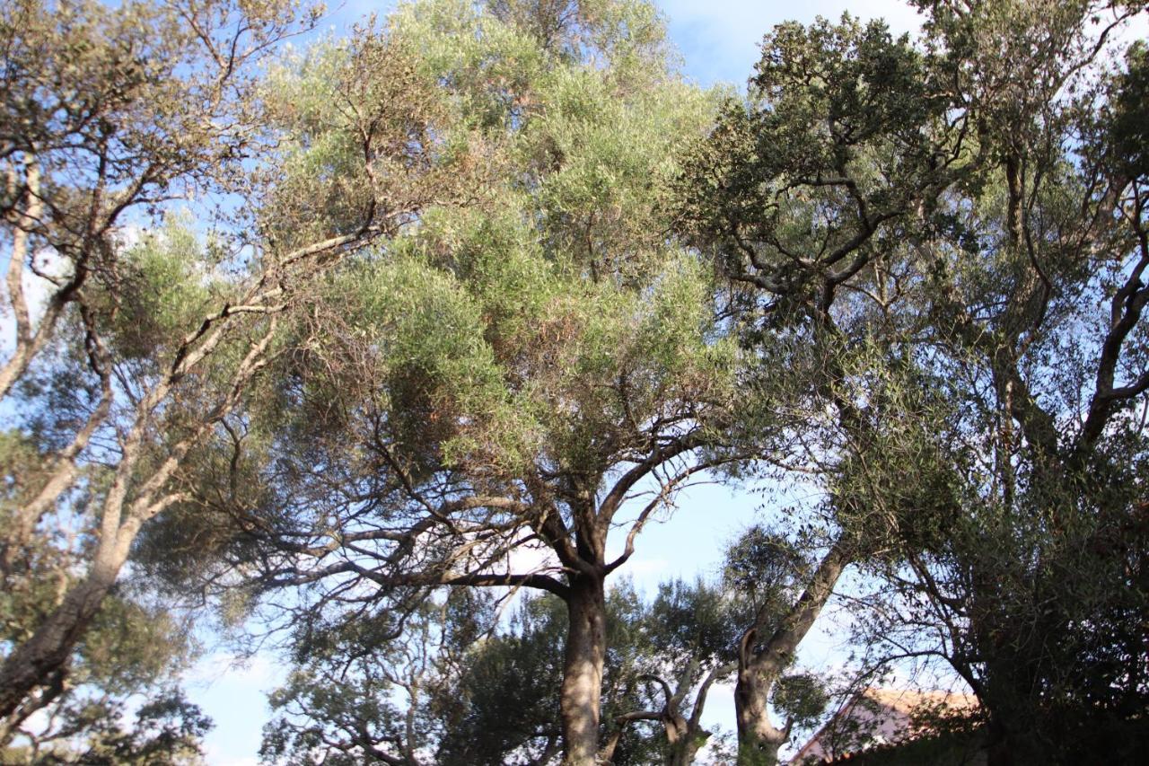 Petralegna Βίλα Πόρτο Βέκιο Εξωτερικό φωτογραφία